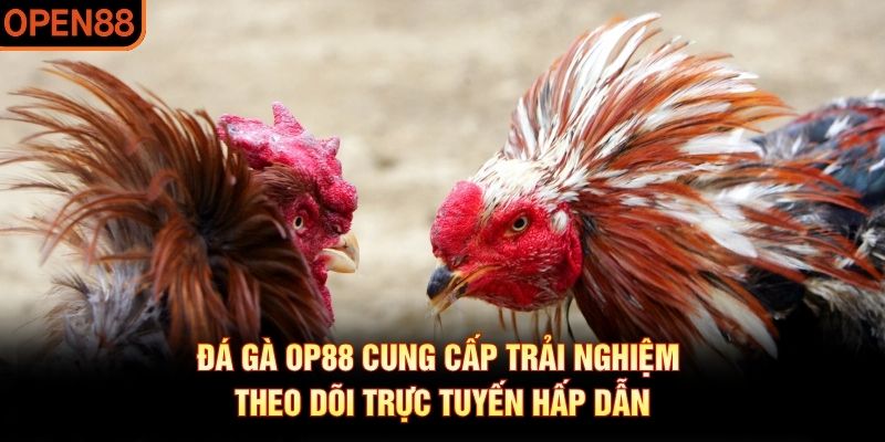 Đá gà OP88