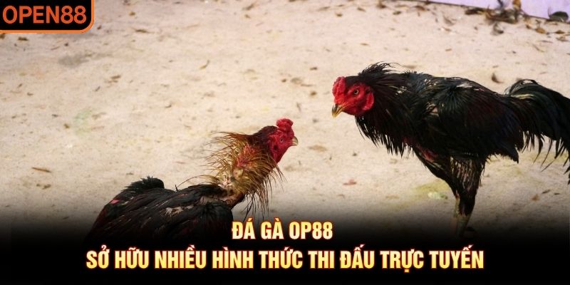 Đá gà OP88