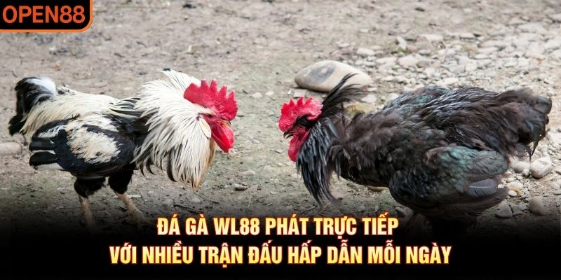 đá gà wl88