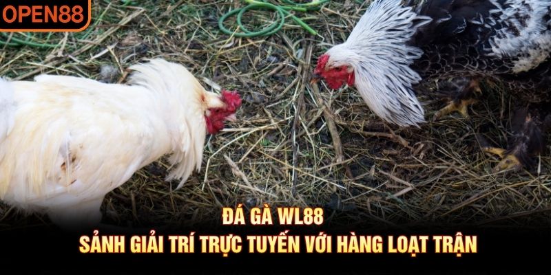 đá gà wl88