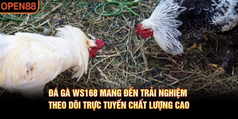 đá gà ws168