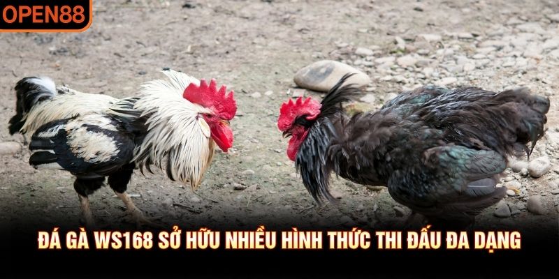 đá gà ws168