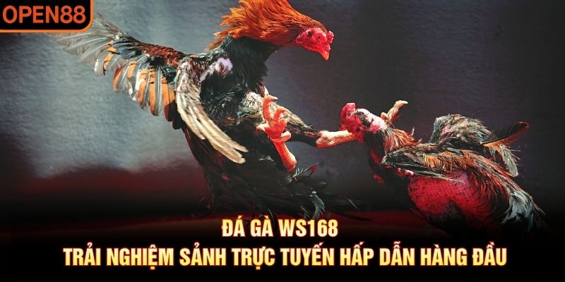 đá gà ws168